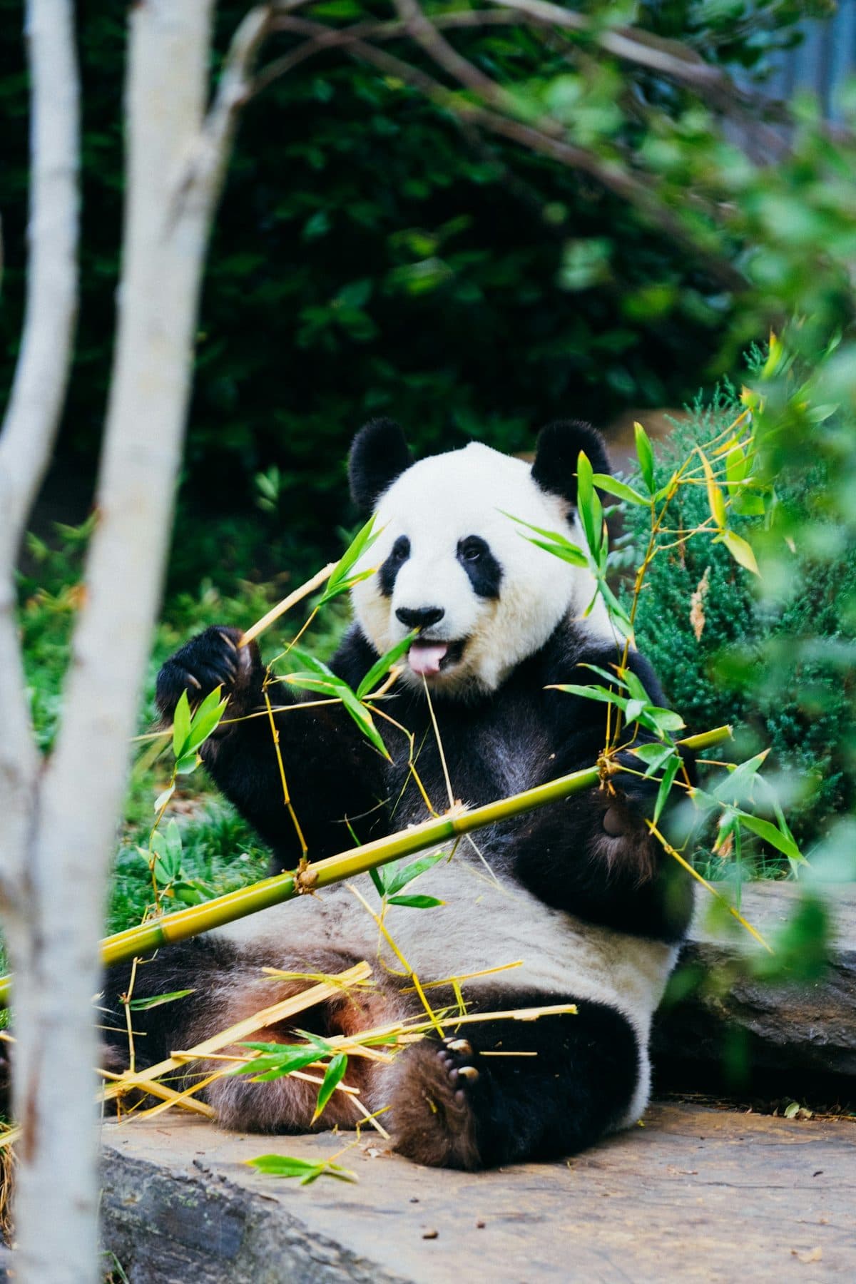 Giant Panda Base — 1
