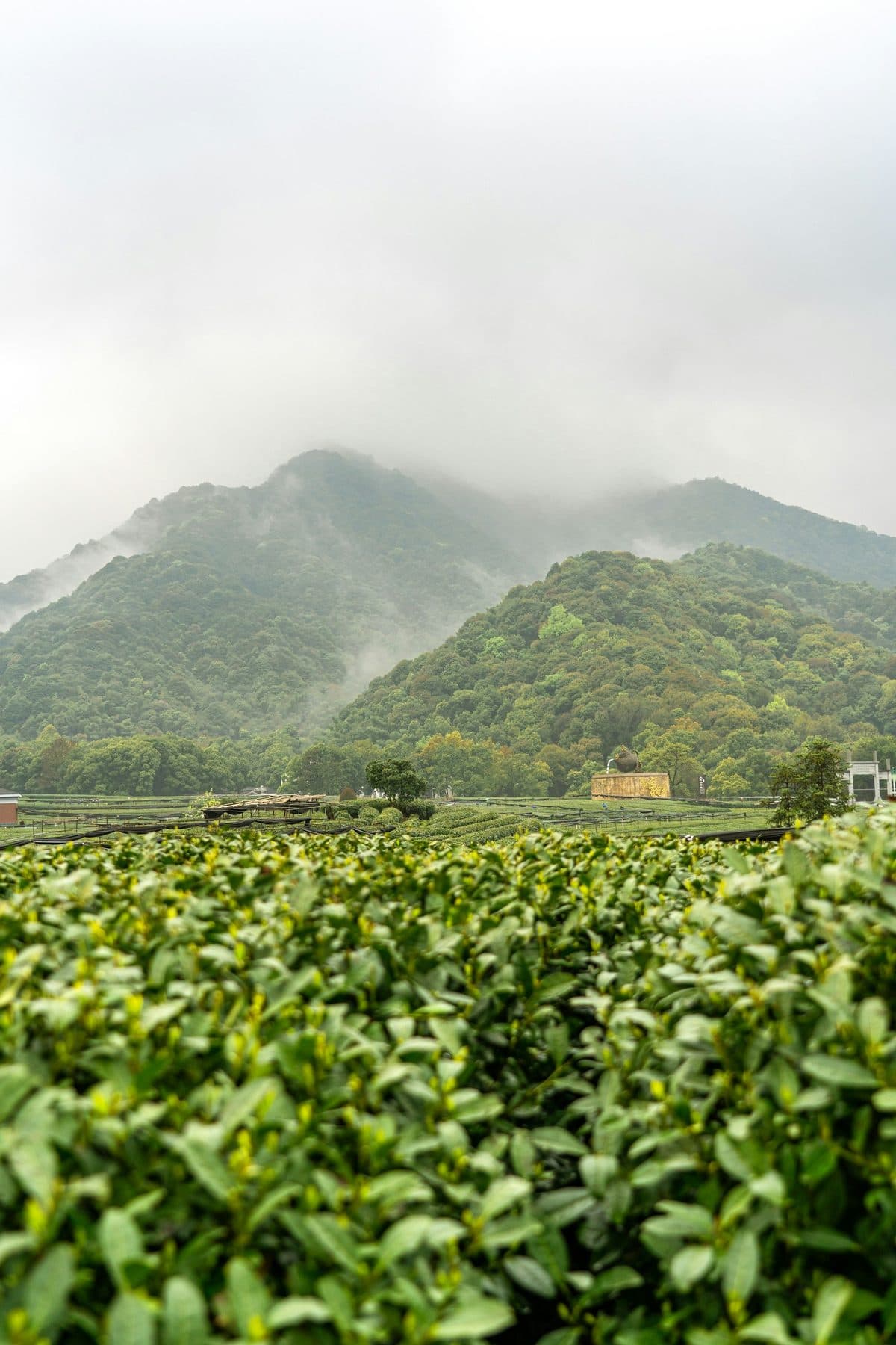 Longjing Tea Terraces — 1